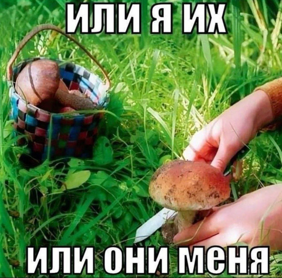 Юмор Про Грибы Картинки
